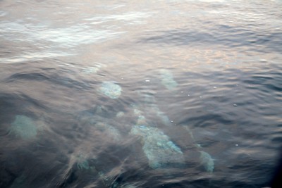 la baleine passe sous le bateau