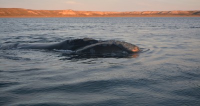 la baleine et son baleineau