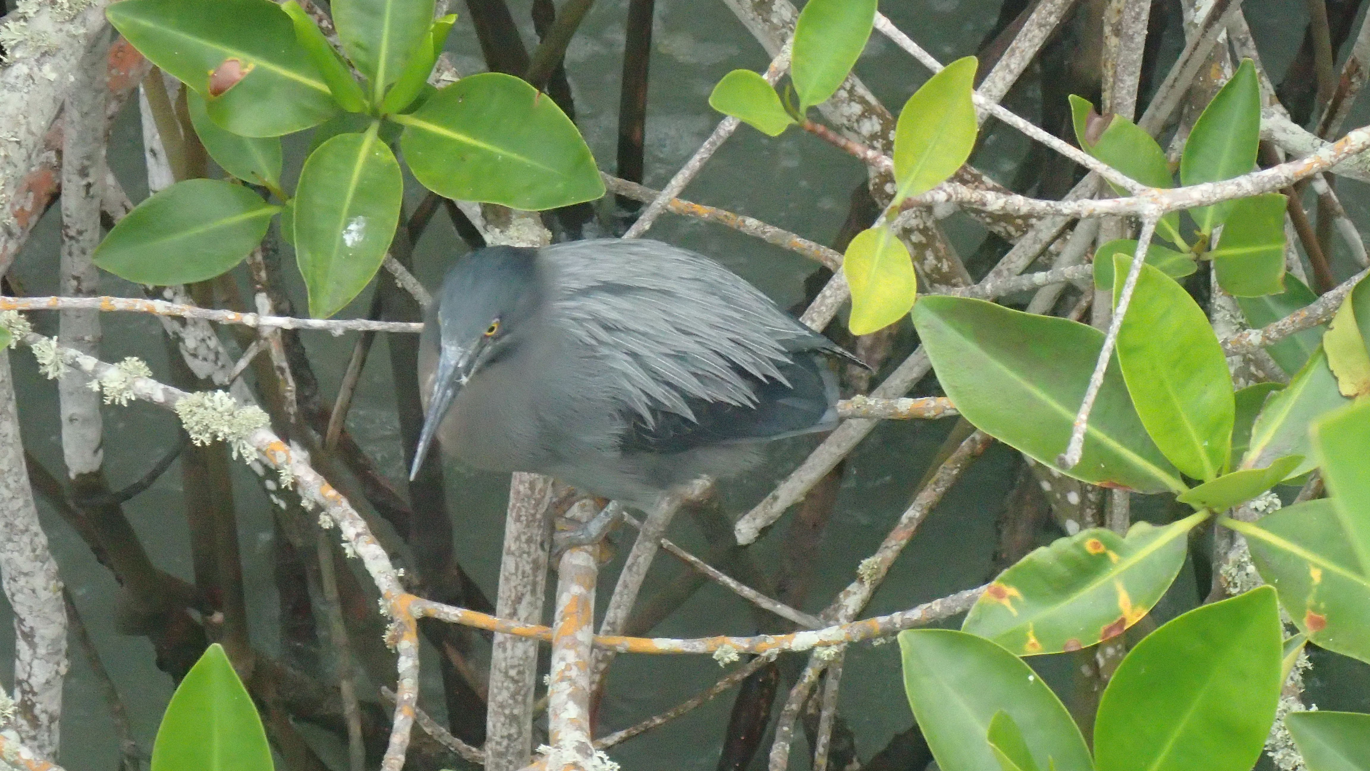 oiseau dans la mangrove