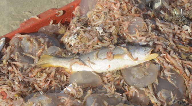 La pêche aux crevettes – Joburu Brésil